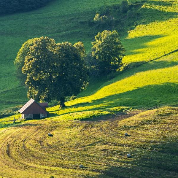 Czym różni się działka siedliskowa od działki budowlanej. Praktyczny poradnik dla kupujących